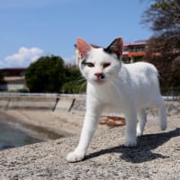 九州F島の猫たち　2025年4月　その11