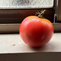 Tomatoes！