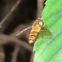 霞ヶ丘公園・続き