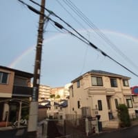 マルちゃん肝臓が悪いのが発覚しました