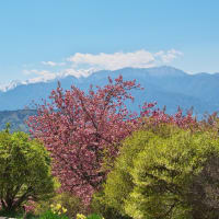  高遠町 花の丘公園の八重桜 其の2（2025年04月29日 火 ☀）