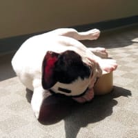 今日も働き者