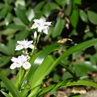 江戸見坂の胡蝶花（シャガ）とハナカイドウ