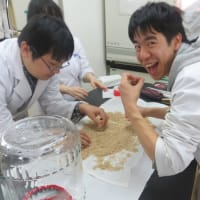 焼酎醸造実習報告☆
