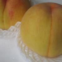 広島県三次産　黄金桃