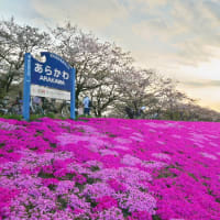 終了間際の桜と芝桜のコラボ