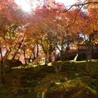 11月22日箱根美術館へ紅葉を見に