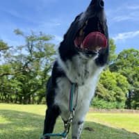 日陰は快適