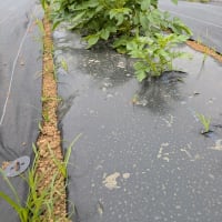 ５月２４日　本日は城山さとのいえ前にある体験農園におけるサツマイモの苗植えを行いました