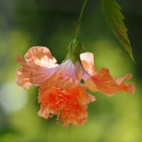 大船FC～夏の花散歩