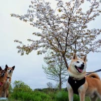 春の犬連れキャンプ