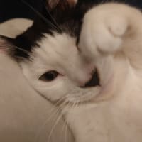 いろいろ出てる