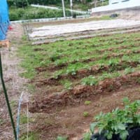 お手伝い　4月9回目　種まき&摘果