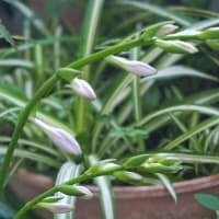 水無月十七日。きのうよりきょうの擬宝珠の蕾