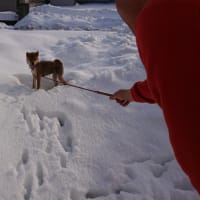 パパラッチとストーカー、柴犬との生活