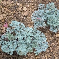 高山植物コマクサ！？
