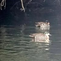 06/23探鳥記録写真：２月に出会った鳥たち②