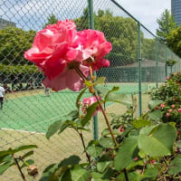 日比谷公園のバラです〜２