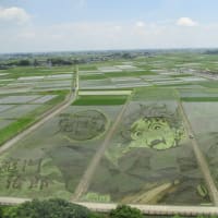 ～行田市・古代蓮と田んぼアートが見頃です～