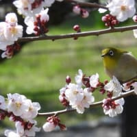 大阪城　梅林　メジロ（２０２５年３月７日）静止画