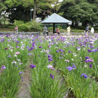 鶴舞公園　あじさいの散歩道