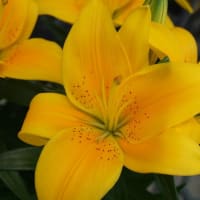 初夏の花：ユリ’タイニー・ビー’