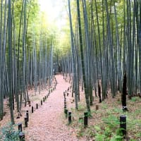 筍の驚異の成長力と竹の秋