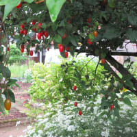 裏庭のその後と表花壇の様子