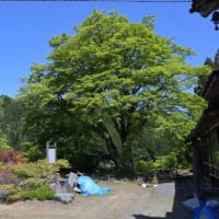新緑のヤマモミジ、西慶寺を尋ねて (石川県指定天然記念物)