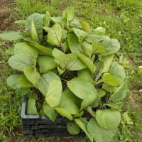 雨が止み、苗を植えまくる