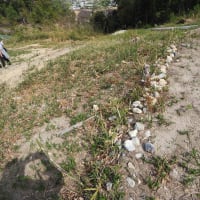 富雄丸山古墳　「現地見学会」