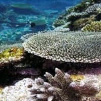 サンゴ礁、海の酸性化で消える　沖縄・硫黄鳥島で確認