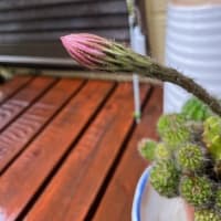 6月15日 花よりゴハン