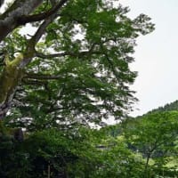 西慶寺のヤマモミジも新緑が一段と深い緑に変身、趣違う初夏を迎える。