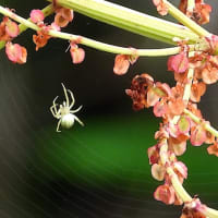 スイバに網を張る小さな蜘蛛