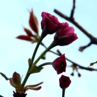 我が家の桜と筍三昧