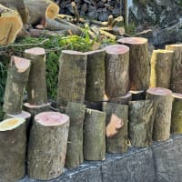 雑木の伐採（薪材用）