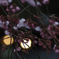 白川の桜　弐