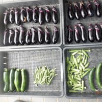 　やっと恵みの雨が　野菜収穫5種類