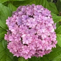 麦茶は2リットルの方がお得なんだが…。