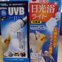 どの紫外線ライトが良いの？