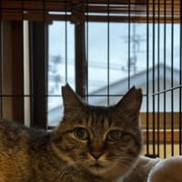 車庫に閉じ込めて無事に捕獲