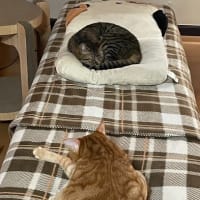 もう6月
