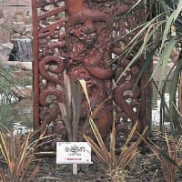 ブラブラ～フォト　公園内の花　＆　ニュージーランド庭園