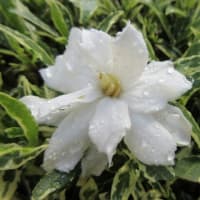 今日の花（フイリヤエクチナシ、サツキハナビン）