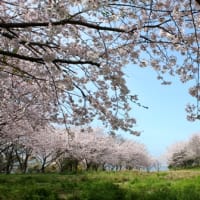 日野江城跡本丸の満開の桜