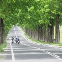 琵琶湖一周サイクリング（ビワイチ）その４　メタセコイヤ並木と白髭神社