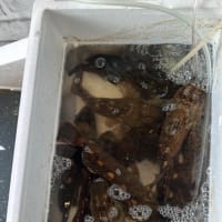 昼ごはん