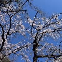枝垂桜狩り　東京都文京区後楽　小石川後楽園（2）小廬山（しょうろざん）エリアの枝垂桜