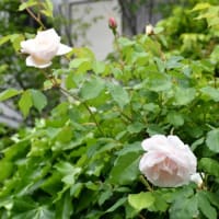 バラとアザレアの季節